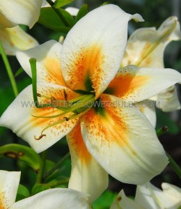 LILIUM TIGER OLD FASHIONED TULBAND ‘LADY ALICE‘ 16/18 CM. (25 P.OPEN TOP BOX)