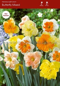NARCISSUS BUTTERFLY ‘MIX‘ 14-16 (50 P.BINBOX)