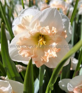 NARCISSUS BUTTERFLY ‘PALMARES‘ 14-16 (50 P.BINBOX)