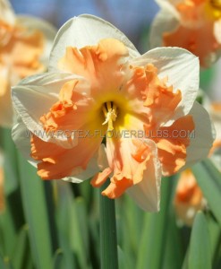NARCISSUS BUTTERFLY ‘SUNNY GIRLFRIEND‘ 12-14 (10 PKGS.X 5)