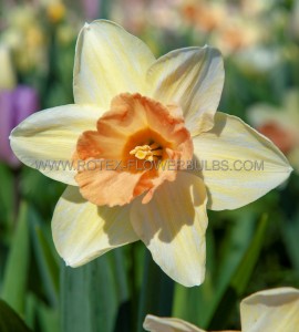 NARCISSUS LARGE CUPPED ‘ACCENT‘ 12-14 (10 PKGS.X 5)