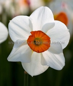 NARCISSUS LARGE CUPPED ‘BARRETT BROWNING‘ 12-14 (10 PKGS.X 5)