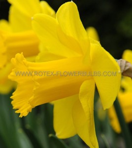 NARCISSUS LARGE CUPPED ‘CARLTON‘ 12-14 (300 P.PLASTIC TRAY)