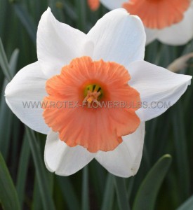 NARCISSUS LARGE CUPPED ‘CHROMACOLOR‘ 14-16 (50 P.BINBOX)