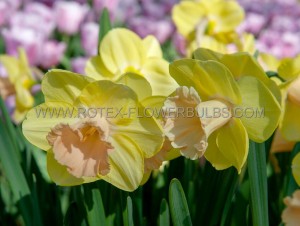 NARCISSUS LARGE CUPPED ‘COLOR MAGIC‘ 14-16 (50 P.BINBOX)