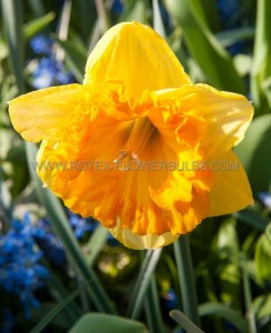 NARCISSUS LARGE CUPPED ‘FERRIS WHEEL‘ 12-14 (10 PKGS.X 5)