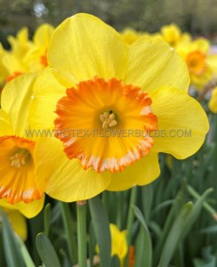 NARCISSUS LARGE CUPPED ‘LOVE DAY‘ 12-14 (10 PKGS.X 5)