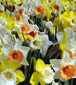 NARCISSUS LARGE CUPPED ‘MIX‘ 12-14 (10 PKGS.X 5)