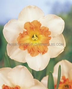 NARCISSUS LARGE CUPPED ‘PRECOCIOUS‘ 14-16 (50 P.BINBOX)