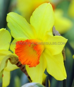 NARCISSUS LARGE CUPPED ‘RED DEVON‘ 12-14 (10 PKGS.X 5)
