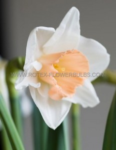 NARCISSUS LARGE CUPPED ‘SALOME‘ 12-14 (300 P.PLASTIC TRAY)