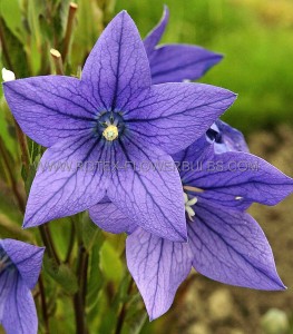 PLATYCODON (BALLOON FLOWER) GRANDIFLORUS ‘FUJI BLUE‘ I (25 P.BAG)