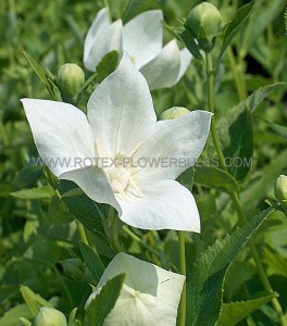 PLATYCODON (BALLOON FLOWER) GRANDIFLORUS ‘FUJI WHITE‘ I (25 P.BAG)