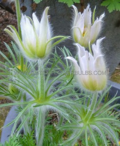 PULSATILLA (PASQUE FLOWER) VULGARIS ‘ALBA‘ I (25 P.BAG)