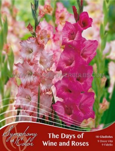 SYMPHONY OF COLORS PKGS. GLADIOLUS MIX ‘THE DAYS OF WINE AND ROSES‘ 12/14 CM. (25 PKGS. X 18)