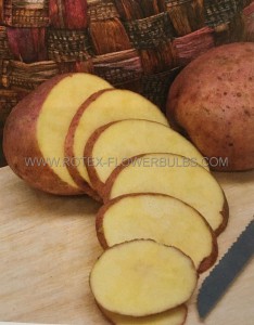 VEGETABLE SEED POTATOES GOURMET ‘RED GOLD‘ (10 PKGS.X 7)