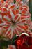 hippeastrum amaryllis unique double flowering dancing queen 3436 cm 6 popen top box