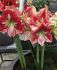 Hippeastrum Amaryllis Unique Large Flowering Flamenco Queen 3436 cm. 12 p.Wooden Crate