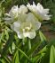 Hippeastrum Amaryllis Unique Double Flowering White Amadeus 3436 cm. 6 p.Open Top Box