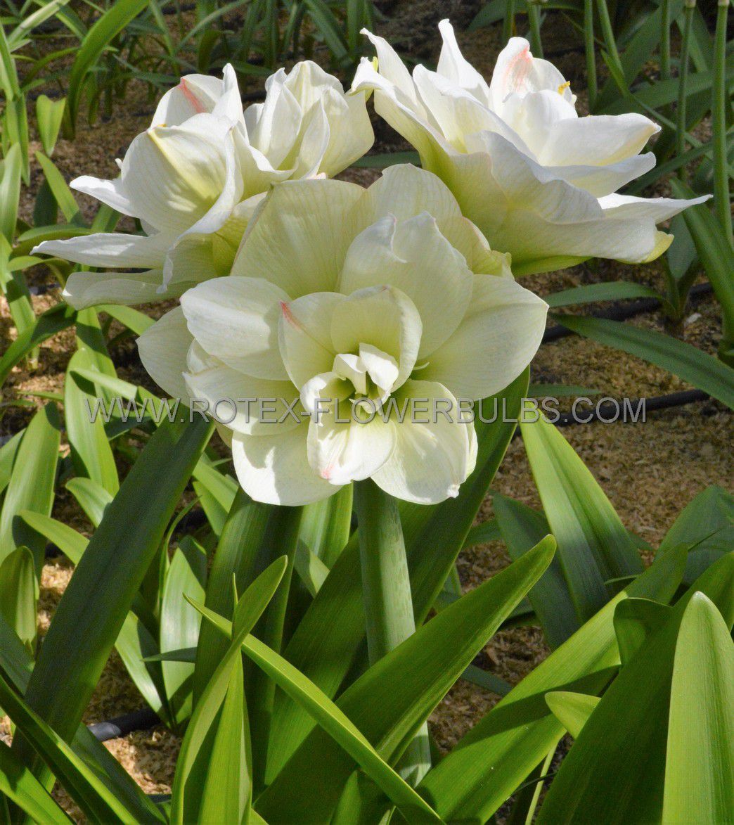 hippeastrum amaryllis unique double flowering white amadeus 3436 cm 30 pcarton