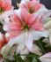 hippeastrum amaryllis unique xl flowering grandise fantasy 3436 cm 30 pcarton