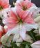 Hippeastrum Amaryllis Unique XL Flowering Grandise Fantasy 3436 cm. 30 p.Carton