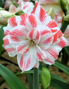 Hippeastrum (Amaryllis Unique) Double Flowering ‘Amazing Belle‘ 34/36 cm. (6 p.Open Top Box)