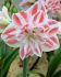 hippeastrum amaryllis unique double flowering amazing belle 3436 cm 6 popen top box