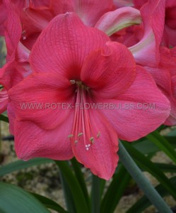 Hippeastrum (Amaryllis Unique) Large Flowering ‘Pink Surprise‘ 34/36 cm. (6 p.Open Top Box)
