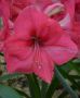HIPPEASTRUM (AMARYLLIS UNIQUE) LARGE FLOWERING ‘PINK SURPRISE‘ 34/36 CM. (12 P.WOODEN CRATE)