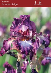 Iris Germanica (Bearded Iris Tall) Reblooming ‘Tennison Ridge‘ I (15 Loose p.Open Top Box)