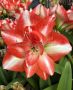 Hippeastrum (Amaryllis Unique) Double Flowering ‘Jolly Majesty‘ 34/36 cm. (6 p.Open Top Box)