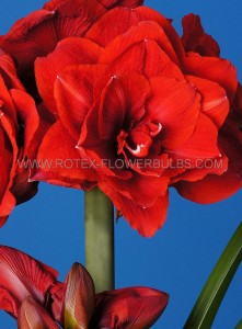 Hippeastrum (Amaryllis Unique) Double Flowering ‘Cherry Nymph‘ 34/36 cm. (6 p.Open Top Box)