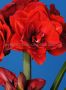 Hippeastrum (Amaryllis Unique) Double Flowering ‘Cherry Nymph‘ 34/36 cm. (6 p.Open Top Box) Hippeastrum (Amaryllis Unique) Double Flowering ‘Cherry Nymph‘ 34/36 cm. (6 p.Open Top Box)