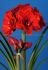 Hippeastrum Amaryllis Unique Double Flowering Cherry Nymph 3436 cm. 12 p.Wooden Crate