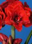HIPPEASTRUM (AMARYLLIS UNIQUE) DOUBLE FLOWERING ‘CHERRY NYMPH‘ 34/36 CM. (12 P.WOODEN CRATE)