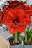 Hippeastrum Amaryllis Unique Double Flowering Cherry Nymph 3436 cm. 12 p.Wooden Crate