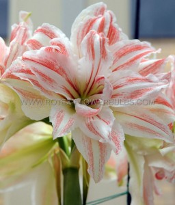 Hippeastrum (Amaryllis Unique) Double Flowering ‘Dancing Queen‘ 34/36 cm. (6 p.Open Top Box)