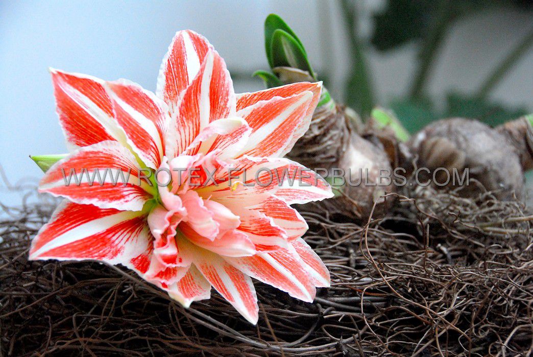 hippeastrum amaryllis unique double flowering dancing queen 3436 cm 6 popen top box
