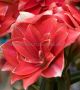 HIPPEASTRUM (AMARYLLIS UNIQUE) DOUBLE FLOWERING ‘DOUBLE DREAM‘ 34/36 CM. (6 P.OPEN TOP BOX)