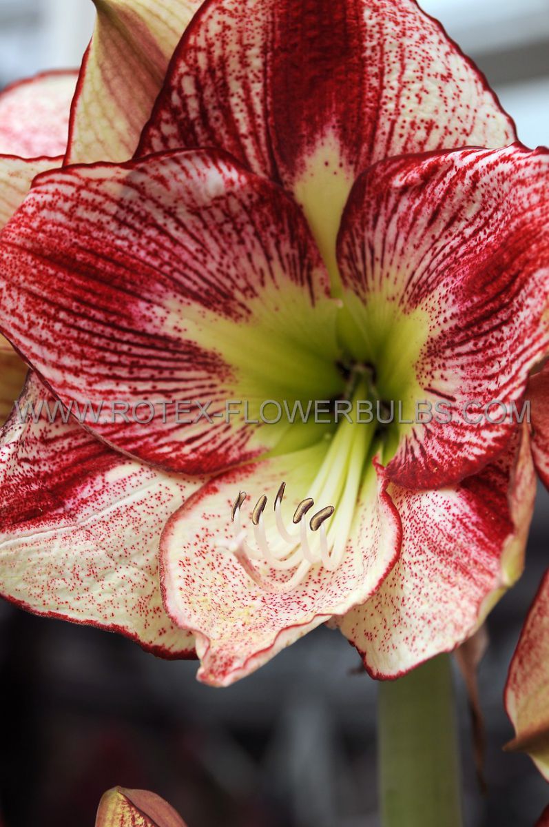hippeastrum amaryllis unique large flowering flamenco queen 3436 cm 6 popen top box