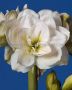 HIPPEASTRUM (AMARYLLIS UNIQUE) DOUBLE FLOWERING ‘WHITE AMADEUS‘ 34/36 CM. (6 P.OPEN TOP BOX)