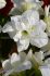 hippeastrum amaryllis unique double flowering white amadeus 3436 cm 6 popen top box