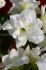 Hippeastrum Amaryllis Unique Double Flowering White Amadeus 3436 cm. 6 p.Open Top Box
