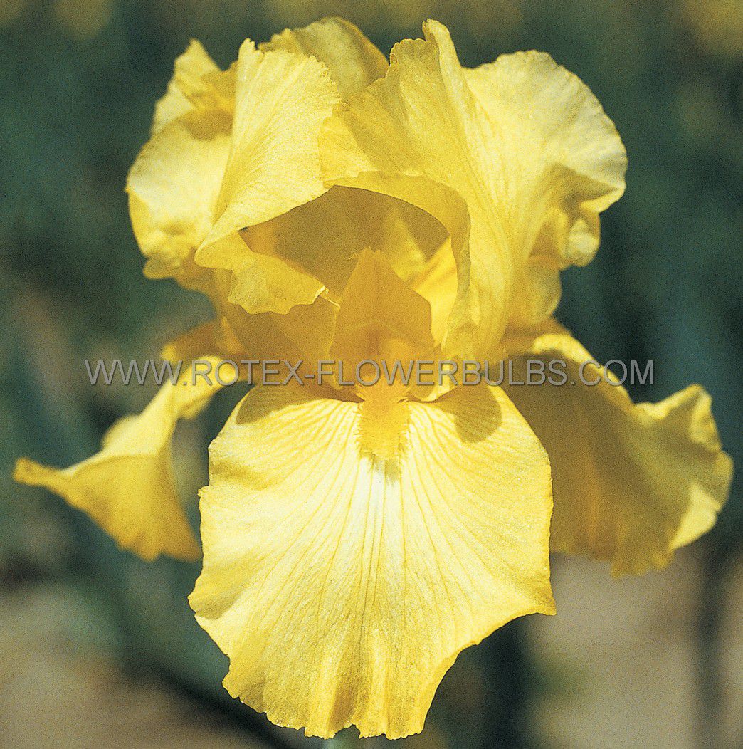 iris germanica bearded iris reblooming harvest of memories i 15 popen top box