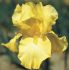 iris germanica bearded iris reblooming harvest of memories i 15 popen top box