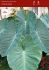colocasia esculenta elephant ear jacks giant 911 20 popen top box