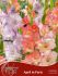 symphony of colors pkgs gladiolus pastel mix april in paris 1214 cm 25 pkgs x 18