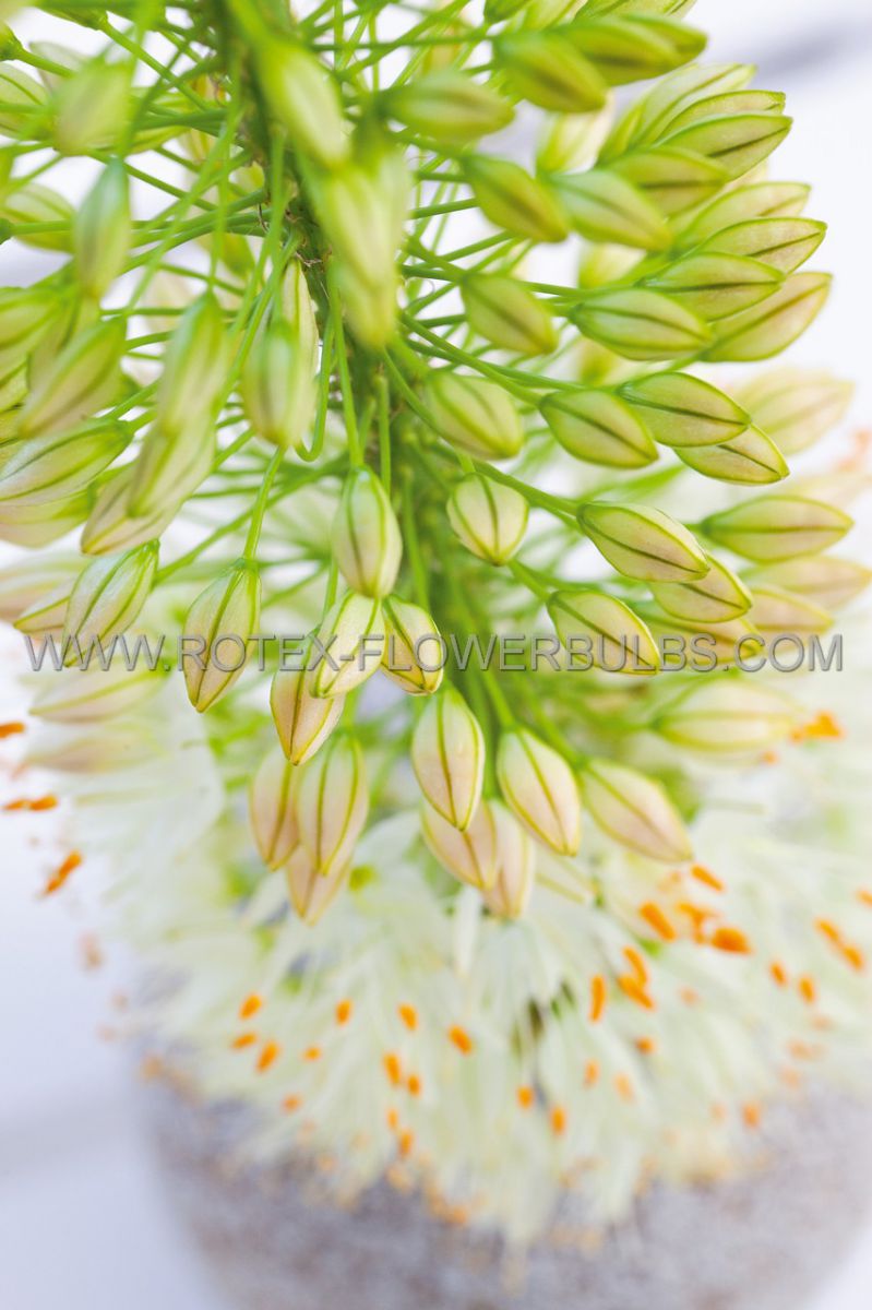 miscellaneous eremurus foxtail lily white beauty favourite i 25 pcarton