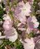 sidalcea prairie mallow checker bloom hybrida elsie heugh i 25 pbag